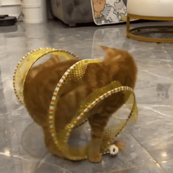 *Crazy Cat Spring (Free Today)*