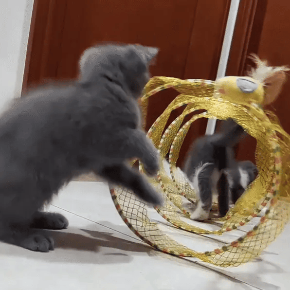 *Crazy Cat Spring (Free Today)*