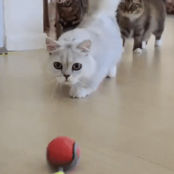 Cat Zip Tail (Free Today)