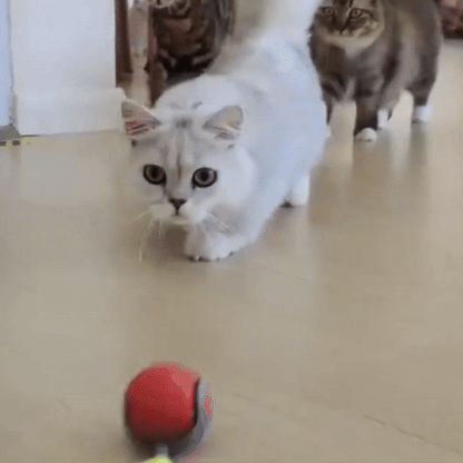 Cat Zip Tail (Free Today)