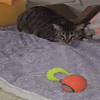 Cat Zip Tail (Free Today)